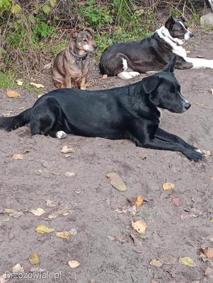 Atos -  młodziutki,  domowy,  wychowany psiak