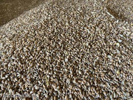 Pszenica,  owies,  owies czarny