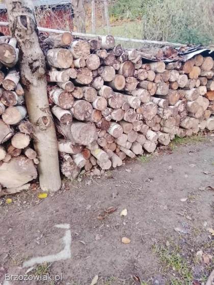 Sprzedam brzoze