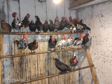 Koguty kureczkiki liliputy