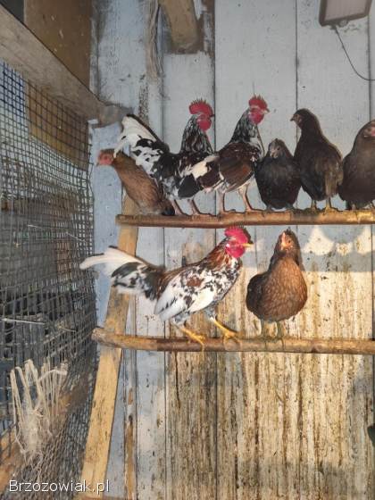 Koguty kureczkiki liliputy