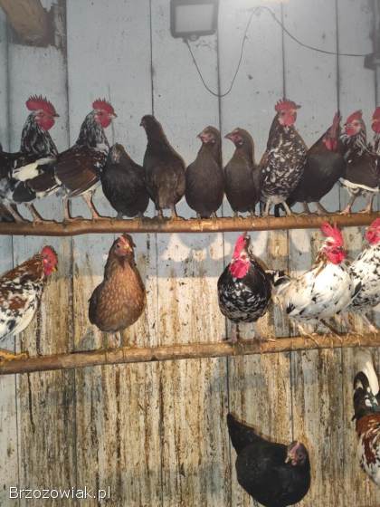 Koguty kureczkiki liliputy