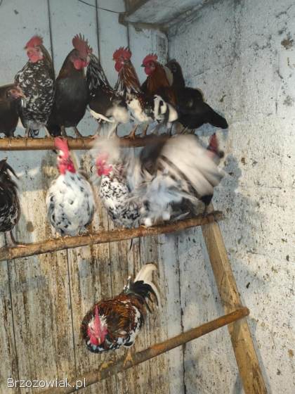 Koguty kureczkiki liliputy