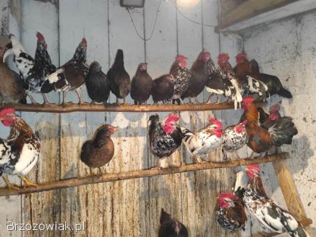 Koguty kureczkiki liliputy