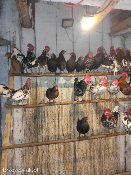 Koguty kureczkiki liliputy