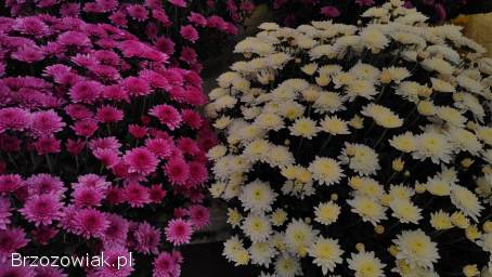 Chryzantemy