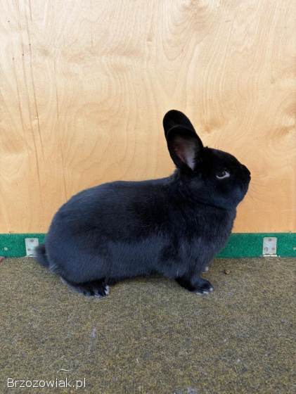 Króliki Wiedeński Czarny