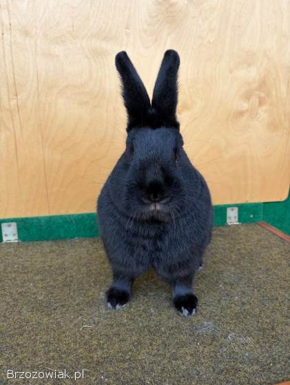 Króliki Wiedeński Czarny