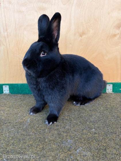Króliki Wiedeński Czarny
