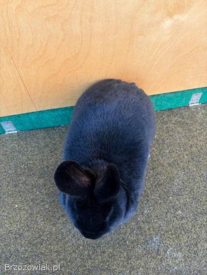 Króliki Wiedeński Czarny