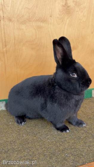 Króliki Wiedeński Czarny