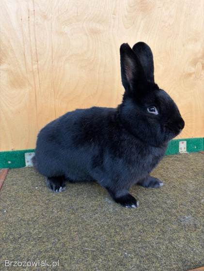 Króliki Wiedeński Czarny