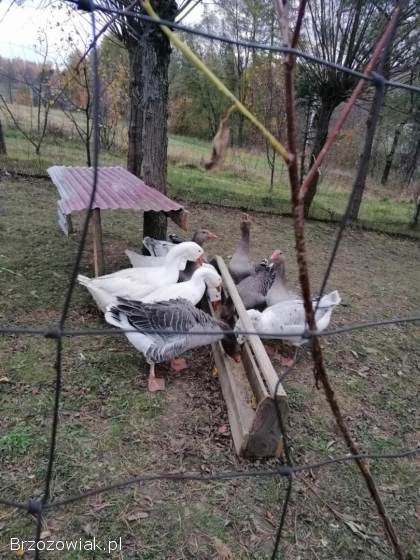 Gęsi landes i chołmogory