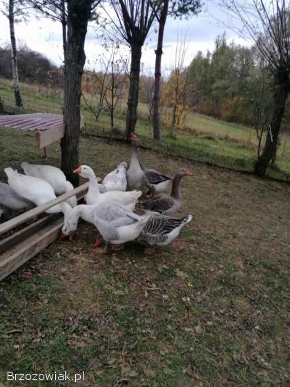 Gęsi landes i chołmogory