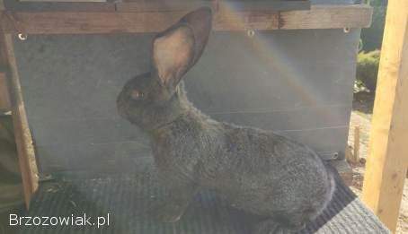 Sprzedam króliki Belg olbrzym