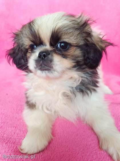 Pekińczyki szczeniaki pies