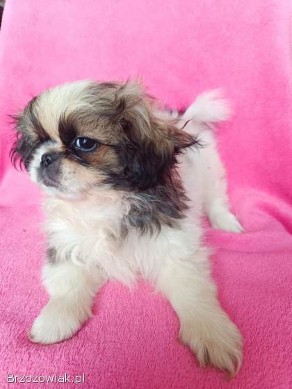 Pekińczyki szczeniaki pies