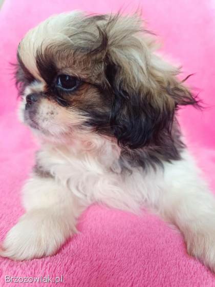 Pekińczyki szczeniaki pies