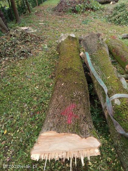 Sprzedam kłody/kloce jesionowe