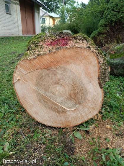 Sprzedam kłody/kloce jesionowe