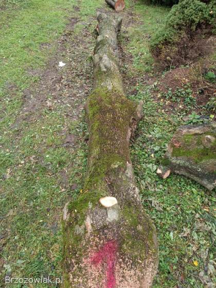 Sprzedam kłody/kloce jesionowe