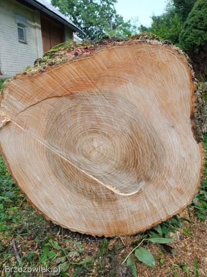 Sprzedam kłody/kloce jesionowe