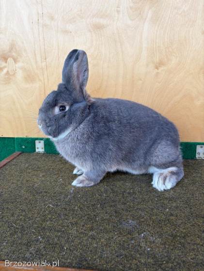 Króliki wiedeński niebieskoszary