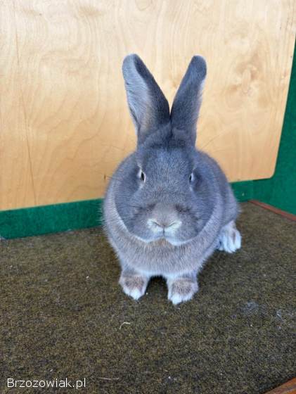 Króliki wiedeński niebieskoszary