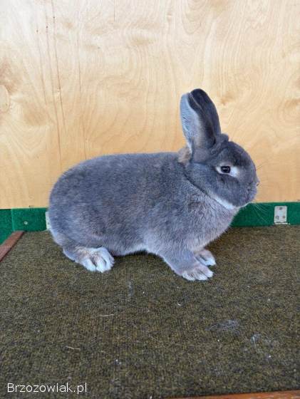 Króliki wiedeński niebieskoszary
