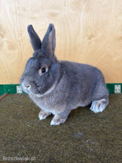 Króliki wiedeński niebieskoszary