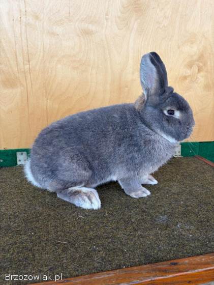 Króliki wiedeński niebieskoszary