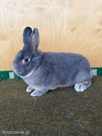 Króliki wiedeński niebieskoszary
