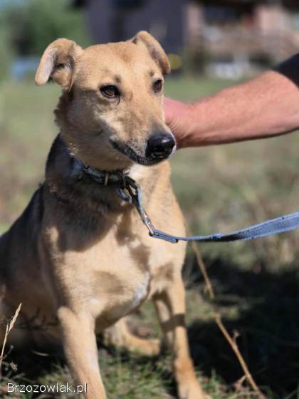 Snikers -  spokojny,  delikatny indywidualista