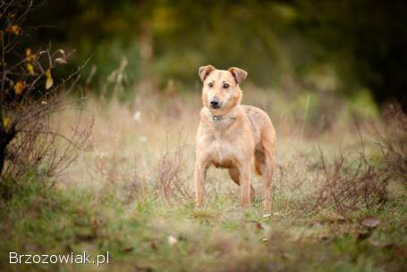 Snikers -  spokojny,  delikatny indywidualista