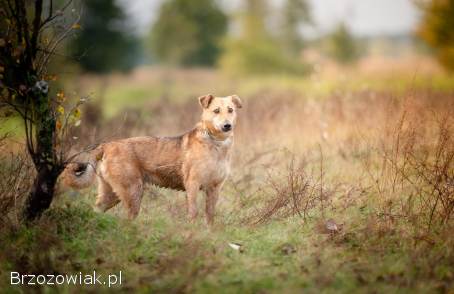 Snikers -  spokojny,  delikatny indywidualista