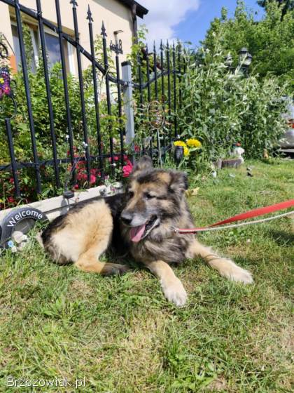 Aron -  cudowny,  spokojny owczarek szuka domu!