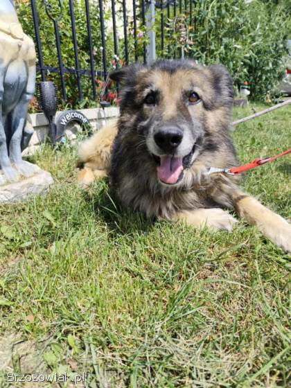 Aron -  cudowny,  spokojny owczarek szuka domu!