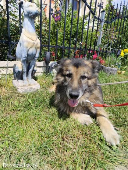 Aron -  cudowny,  spokojny owczarek szuka domu!