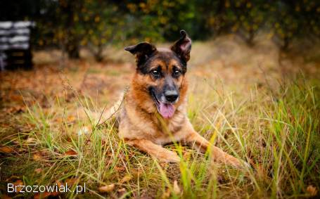 Lizak -  kochany,  przyjazny owczarek szuka domu!
