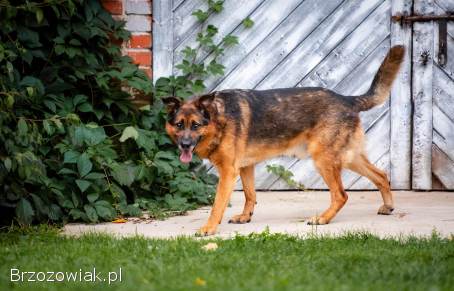 Lizak -  kochany,  przyjazny owczarek szuka domu!