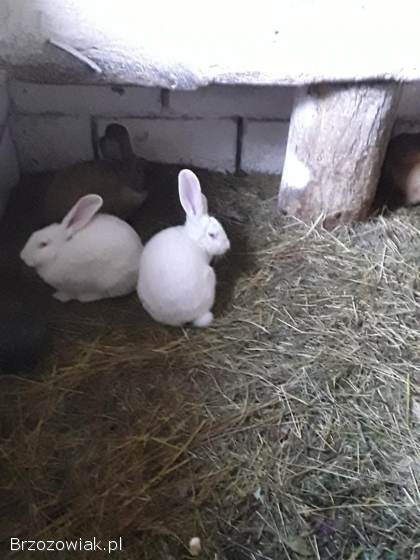 Sprzedam króliki