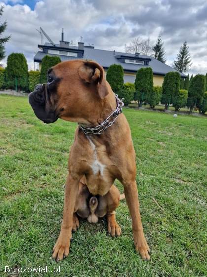 Roczny bokser z rodowodem