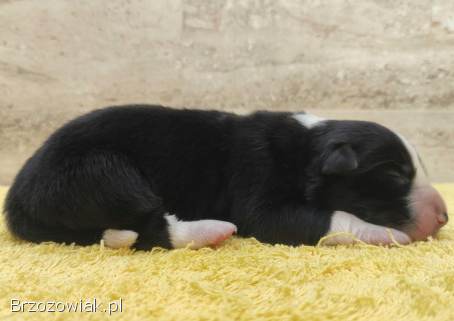 Suczka BORDER COLLIE z Hodowli -  Rasowa z pełną dok.  -  Rezerwacje
