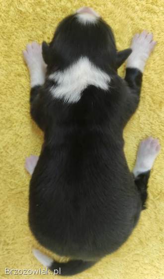 Suczka BORDER COLLIE z Hodowli -  Rasowa z pełną dok.  -  Rezerwacje
