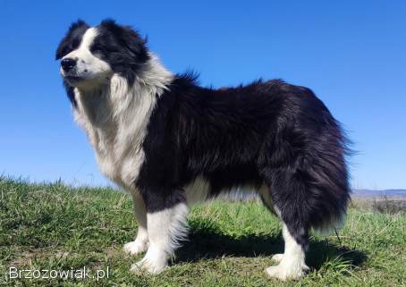 Suczka BORDER COLLIE z Hodowli -  Rasowa z pełną dok.  -  Rezerwacje