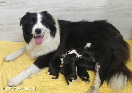Suczka BORDER COLLIE z Hodowli -  Rasowa z pełną dok.  -  Rezerwacje