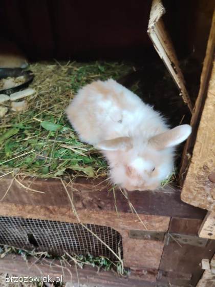 Króliki sprzedam