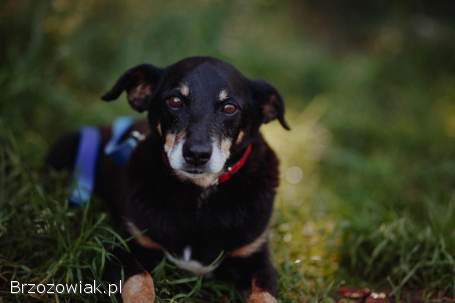 Cudowny Puszek szuka domu!