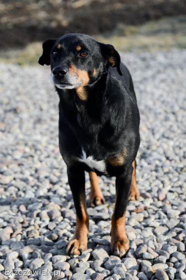 Cudowny Puszek szuka domu!