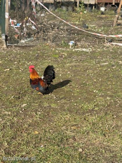 Do wymiany Kogucik rasy Chabo